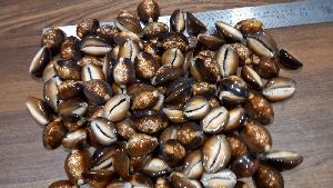 Black Raja Cowrie Shells