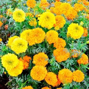 Marigold Flower Plant