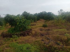 Agriculture Land Sale