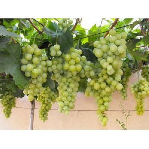 Grapes Fruit Plant