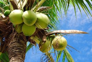 Organic Tender Coconut