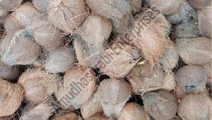 Organic Natural Husked Coconut, For Free From Impurities, Freshness, Easily Affordable, Features : Easy To Digest