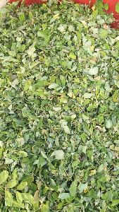 Dried Moringa leaves
