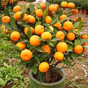 orange plants
