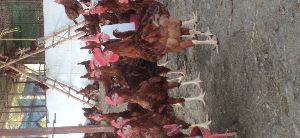 rir roosters chicken