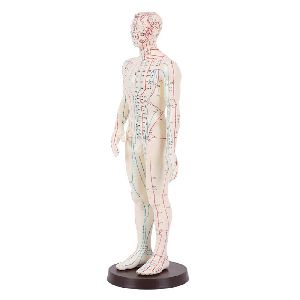 Male Acupuncture Model 60CM