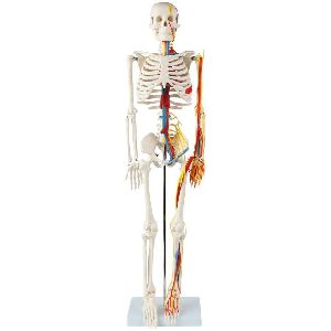 Skeleton Model 85cm with nerves and blood vessel, Plastic base