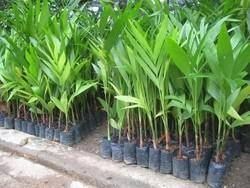 Hybrid arecanut plant