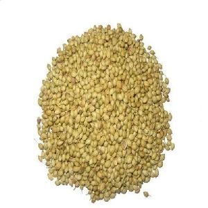 Parrot Coriander Seeds