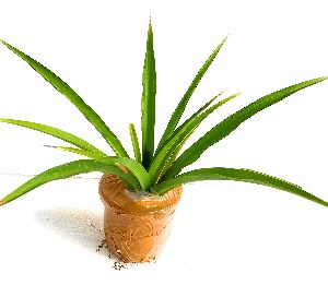rookhraj paudhshala chlorophytum borivilianum plant
