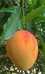 Bombay Mango Plant