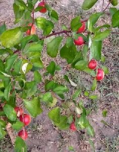 kashmiri apple ber plant