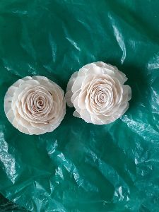 Sola Beauty Rose Flower