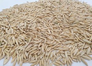 Oat Seeds