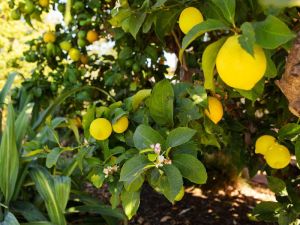 Kagzi Lemon Plant