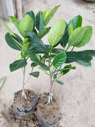 jackfruit plant