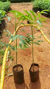 malabar neem plant