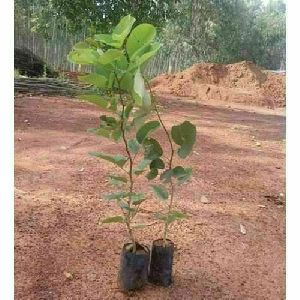 red sandalwood plants