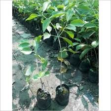 Thai Black jamun plant