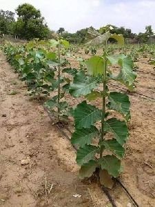 tissue culture teak plants