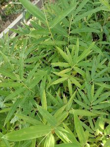 Bamboo Plants