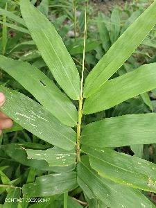 Bamboosa Balcooa Bamboo Plants