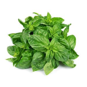 Basil Leaves