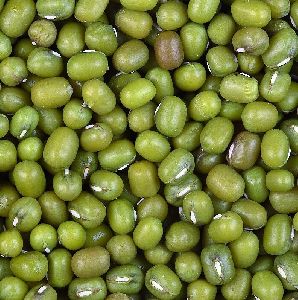 green mung beans