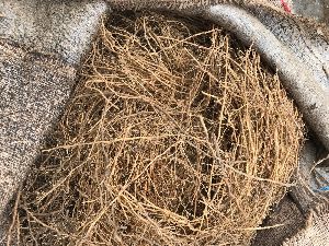 dry vetiver roots