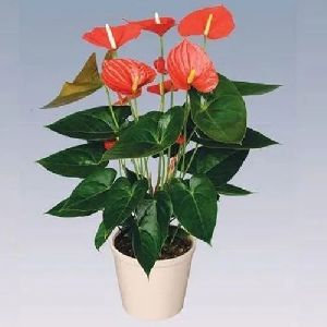 Anthurium Orange Plant
