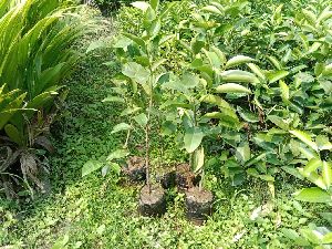 Mousumi Plant