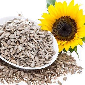 Vegetable Seeds Latest Price, Manufacturers, Suppliers & Traders