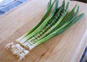 Fresh Green Onion