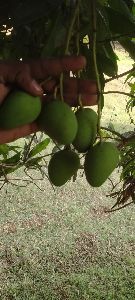 banginapalli organic mango