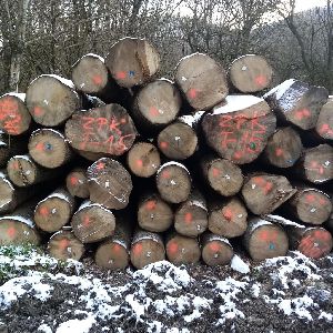 maple wood logs