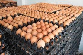 fresh organic poultry eggs