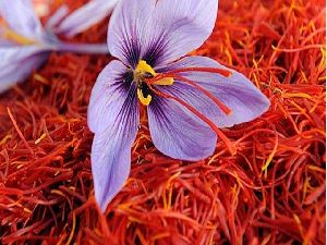 kashmiri mogra saffron
