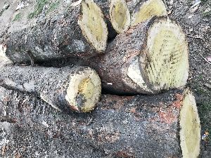 Jackfruit logs wood