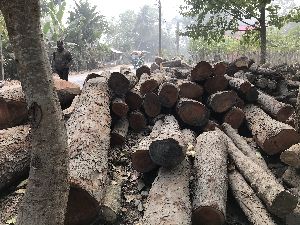 Mehogany, swietenia log wood
