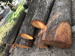 mahogany wood log