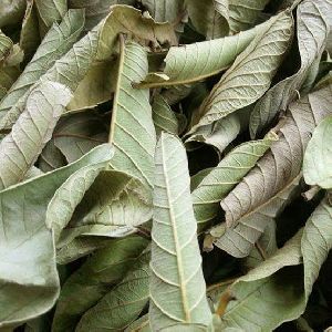 Dried guava greenish leaves