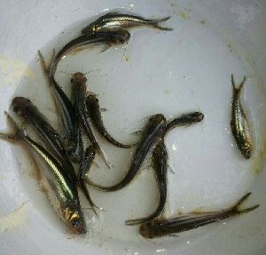 pangas fish seeds