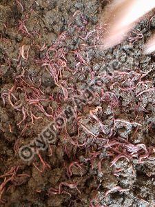 vermicompost fertilizer