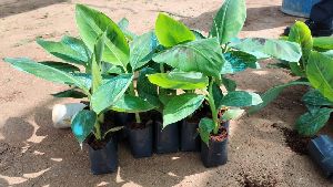 Elakki banana tissue culture plants