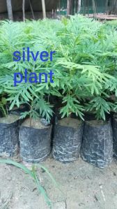 Silver plants