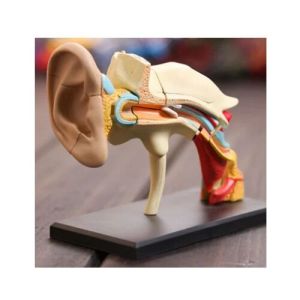 Human Ear Models
