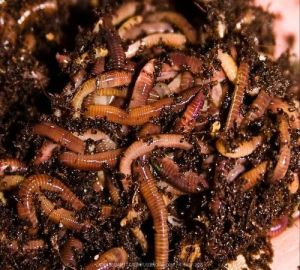 Cow Dung Vermicompost Earthworm