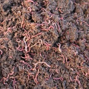 Live Earthworms Vermicompost