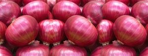 Fresh Large Red Onion