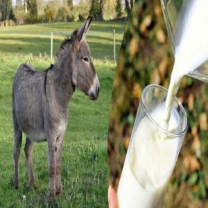 White Donkey Milk